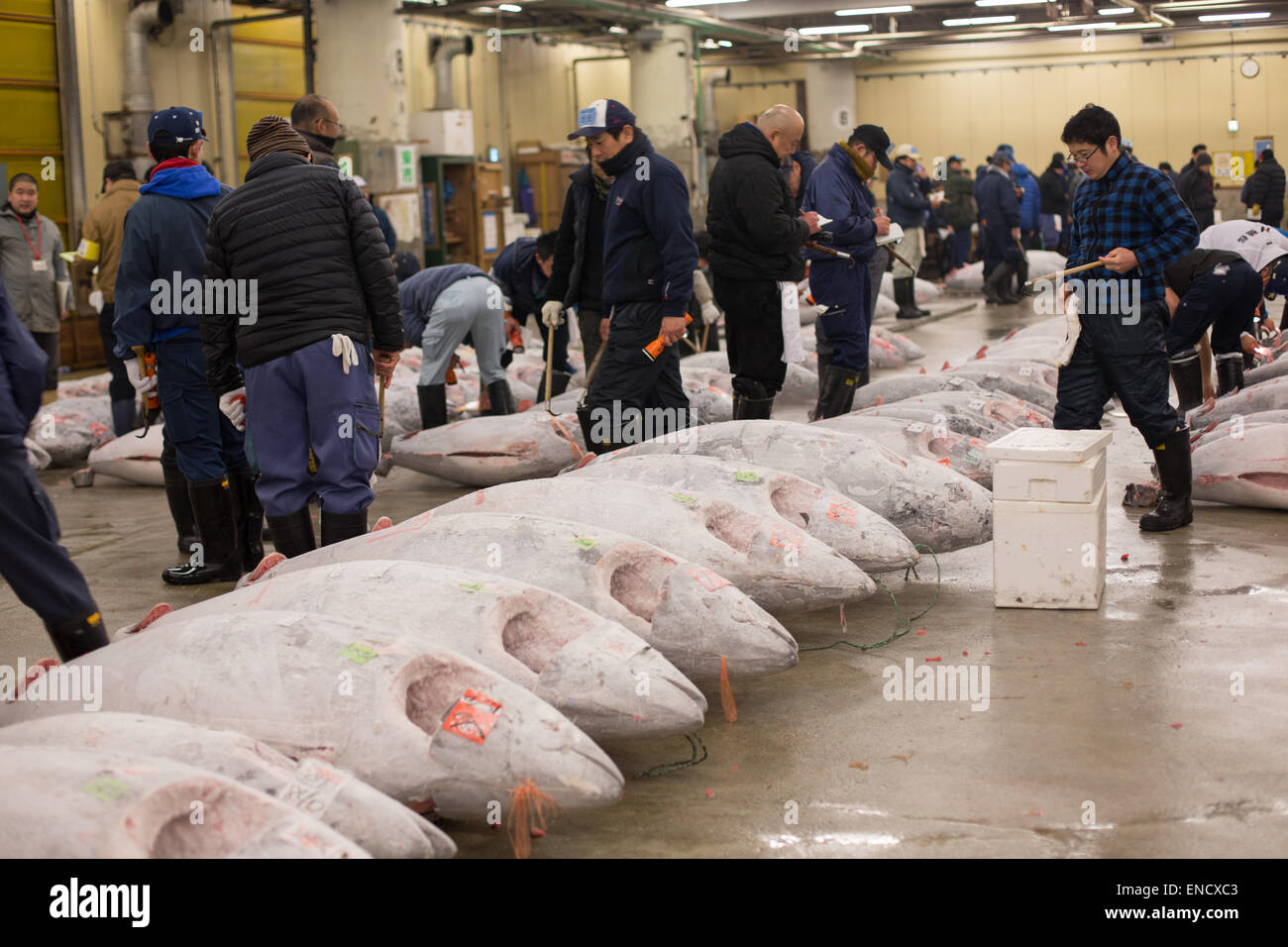 Merchants ispezionare il tonno all'asta giornaliera presso il Mercato del Pesce di Tsukiji, Tokyo, Giappone. Foto Stock