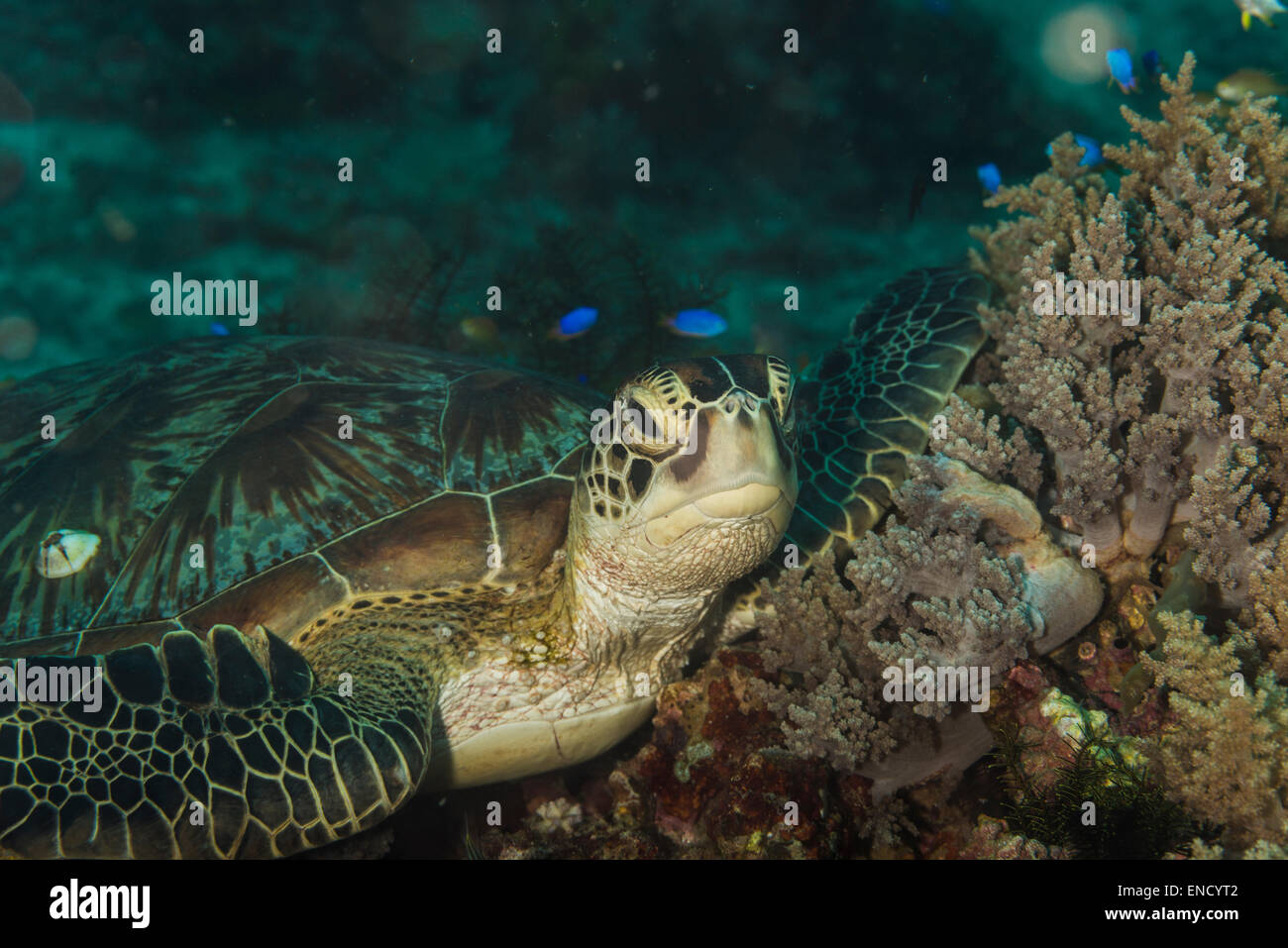 Tartaruga embricata su una boccola di corallo Foto Stock