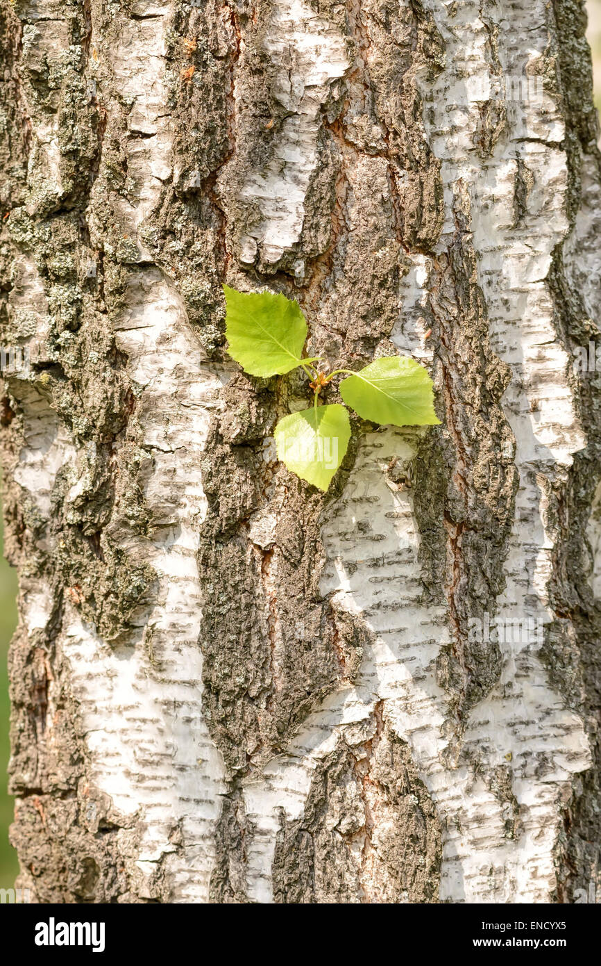 Tre giovani foglie verdi sono in crescita su un tronco di betulla sotto il caldo sole di primavera Foto Stock
