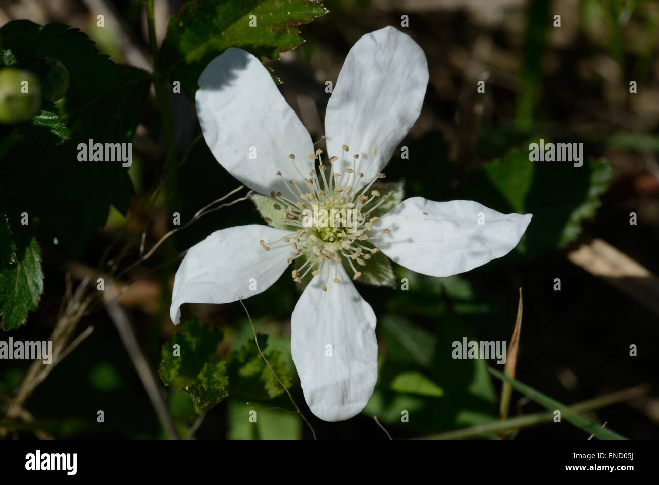 Fiore di dewberry Foto Stock