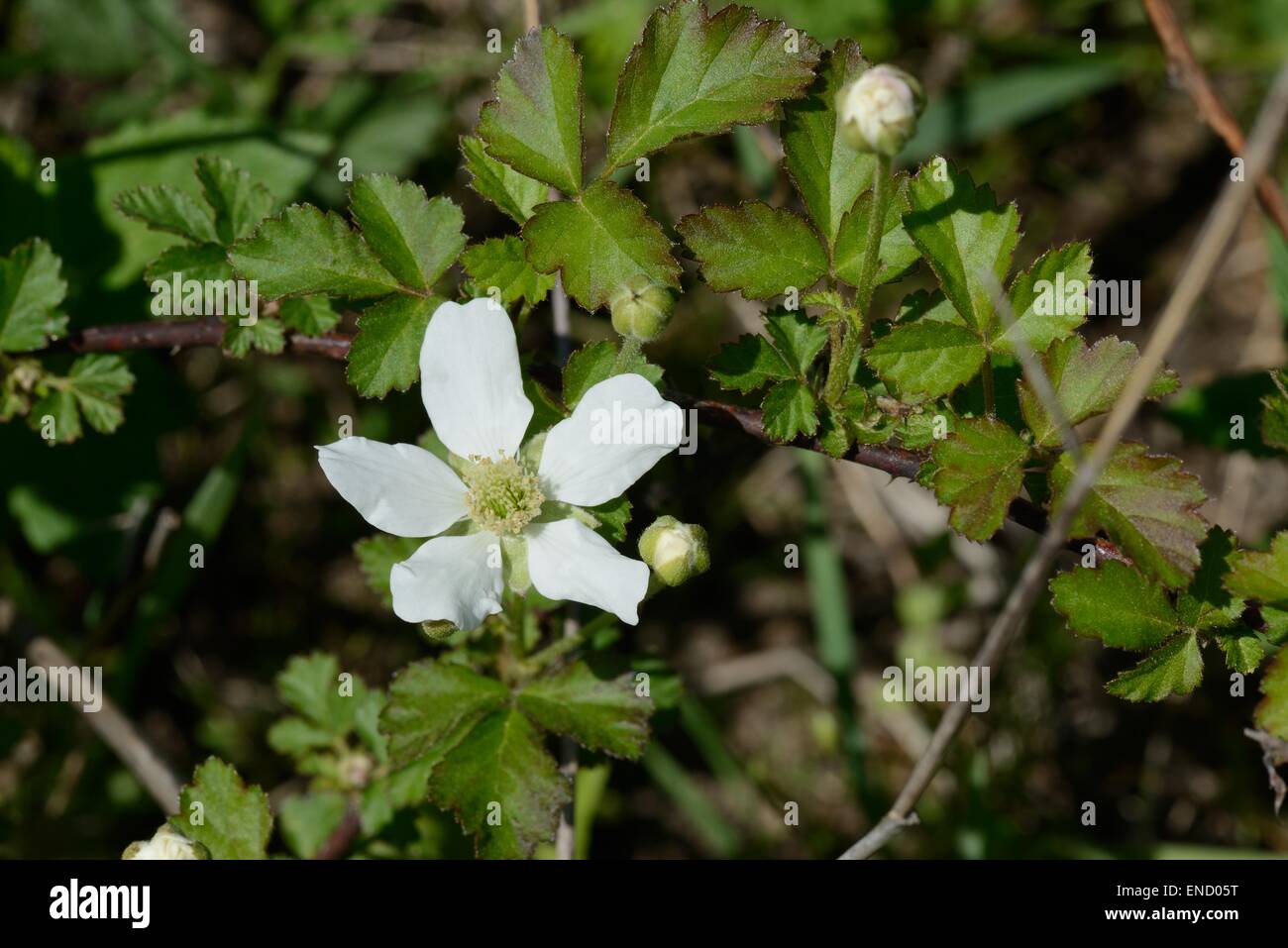 Fiore di dewberry Foto Stock