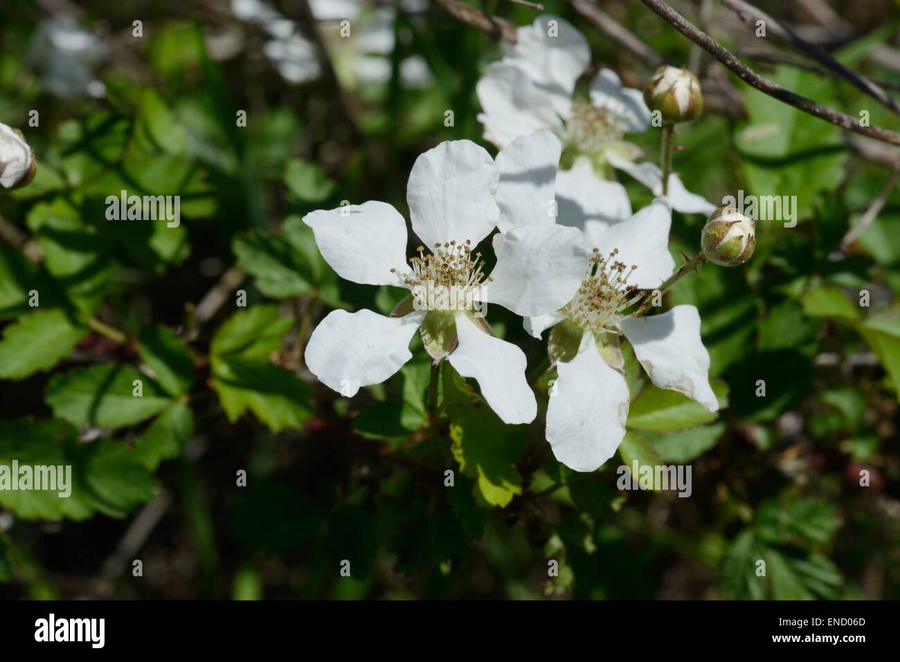 Fiore di dewberry Foto Stock
