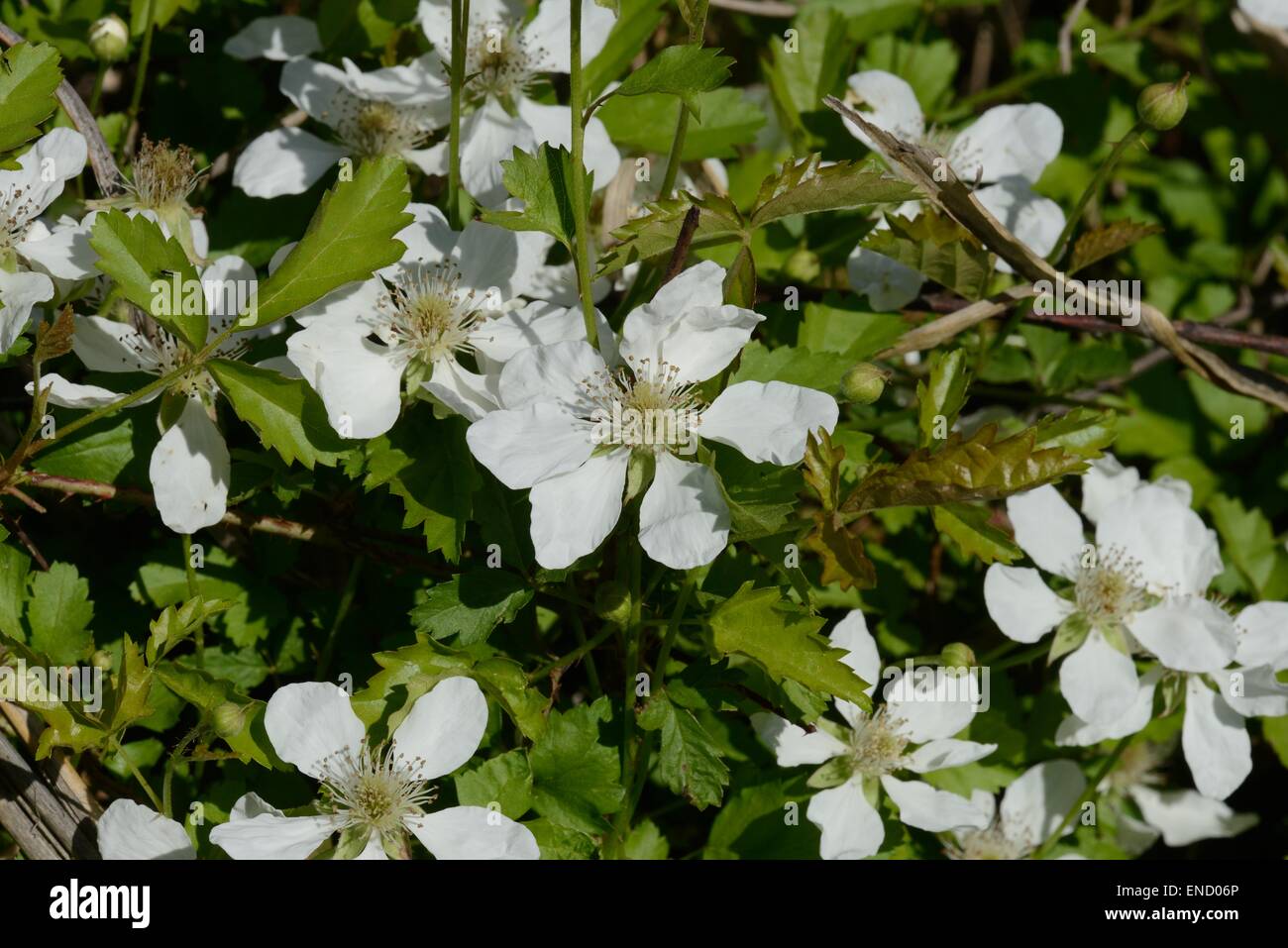 Fiore di dewberry Foto Stock