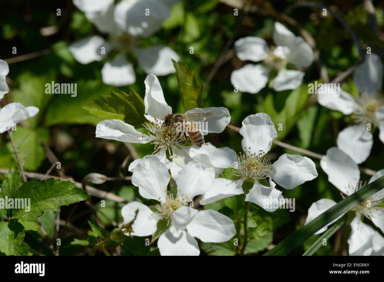 Millefiori Dewberry con il miele delle api Foto Stock