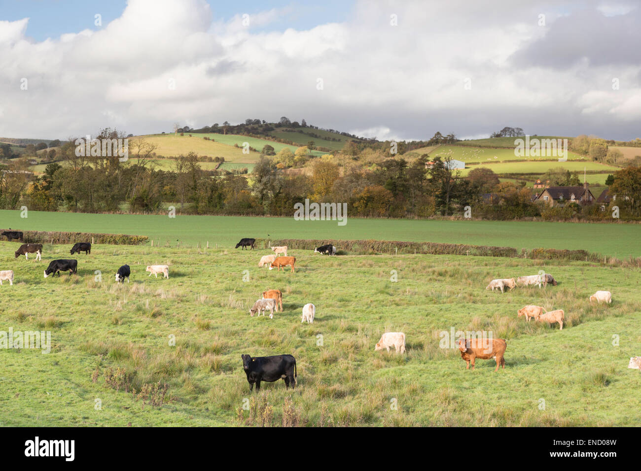 Il pascolo di bestiame su unimproved land, England, Regno Unito Foto Stock