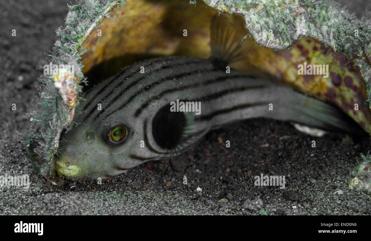 A stretta rivestita pufferfish nascosto in un guscio Foto Stock