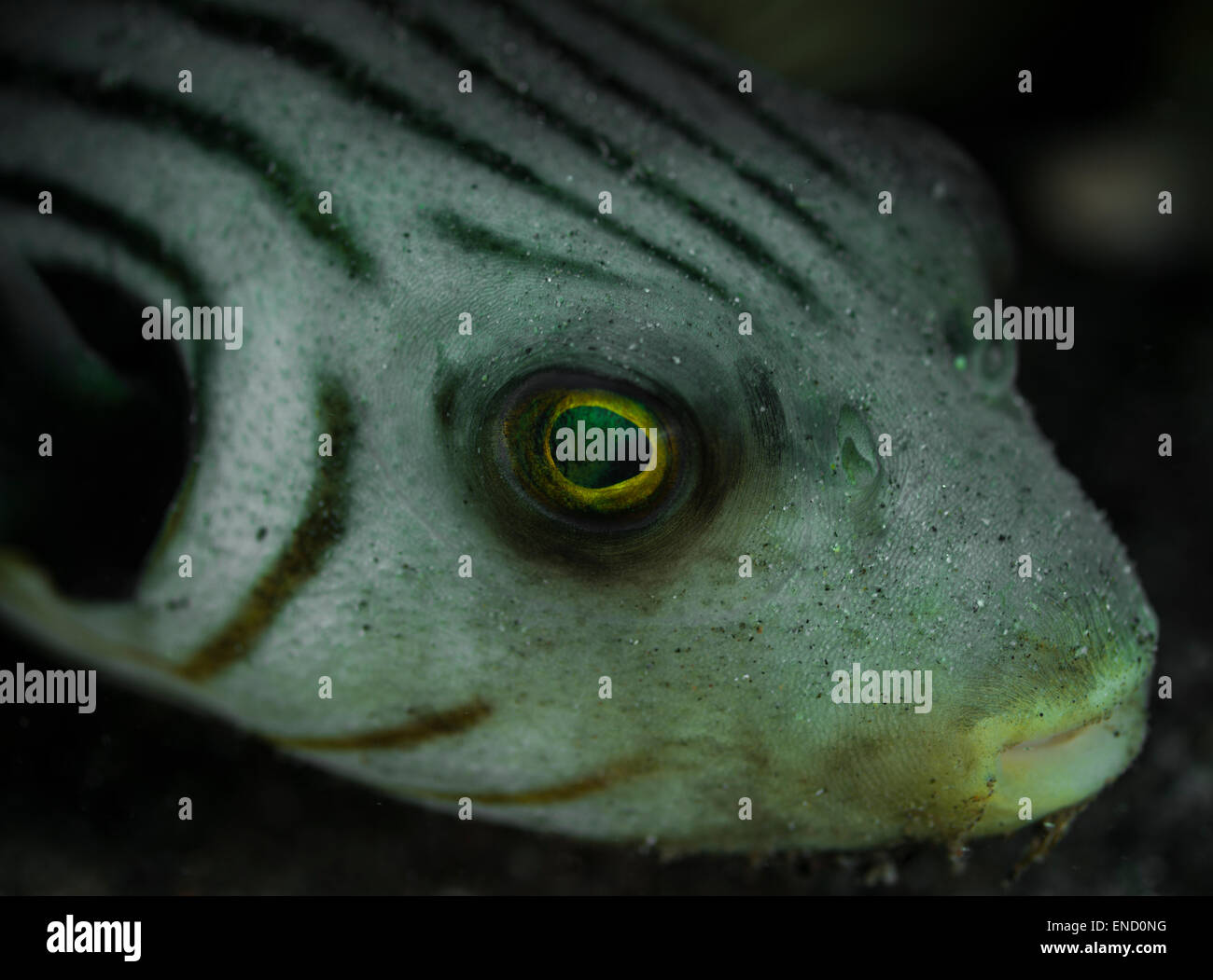 Close-up di una stretta-rigato pufferfish Foto Stock