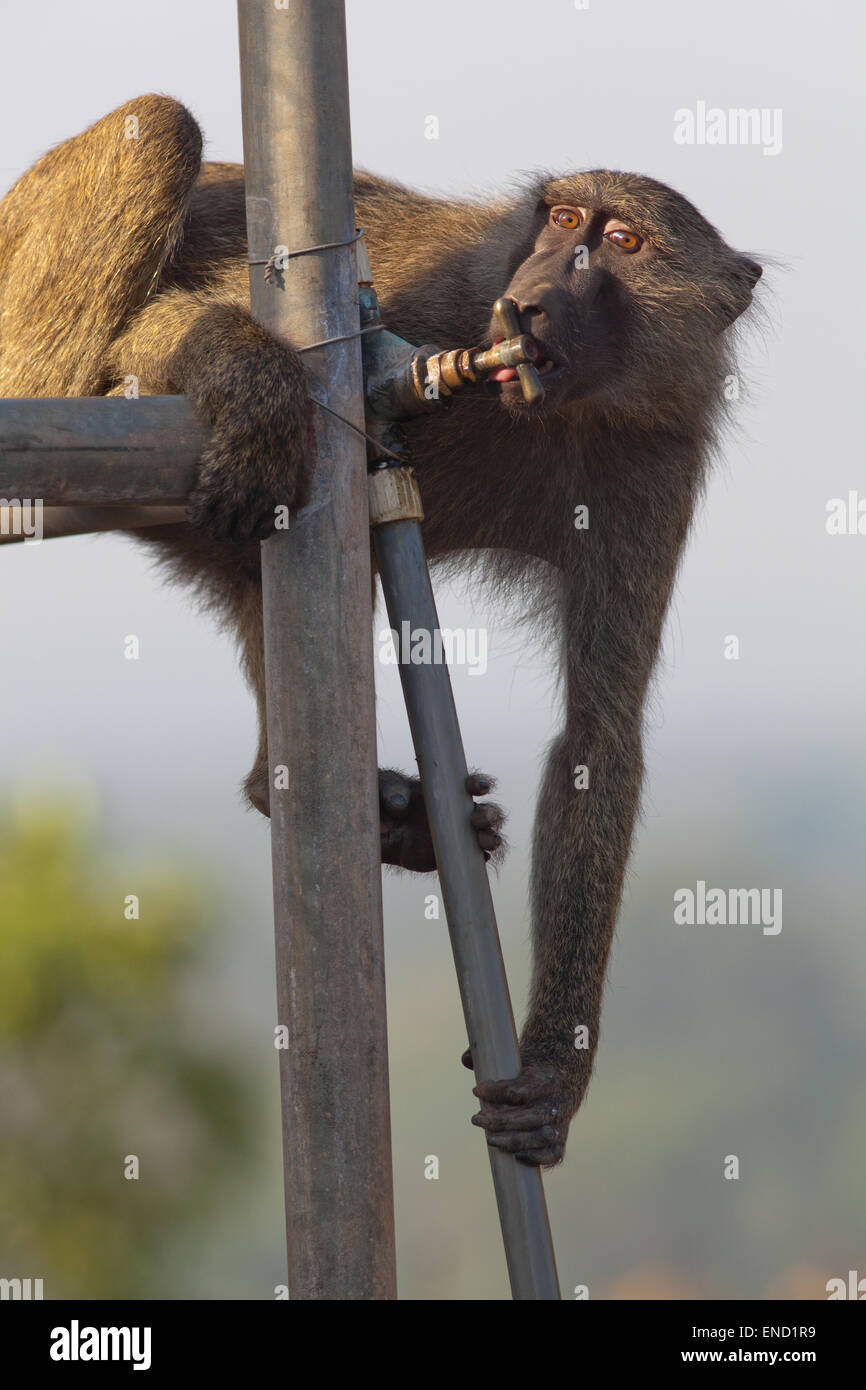 Oliva o Anubis babbuino (papio anubis). Animali immaturi, bere da un auto girato sul rubinetto attaccato ad un elevato serbatoio acqua. Foto Stock