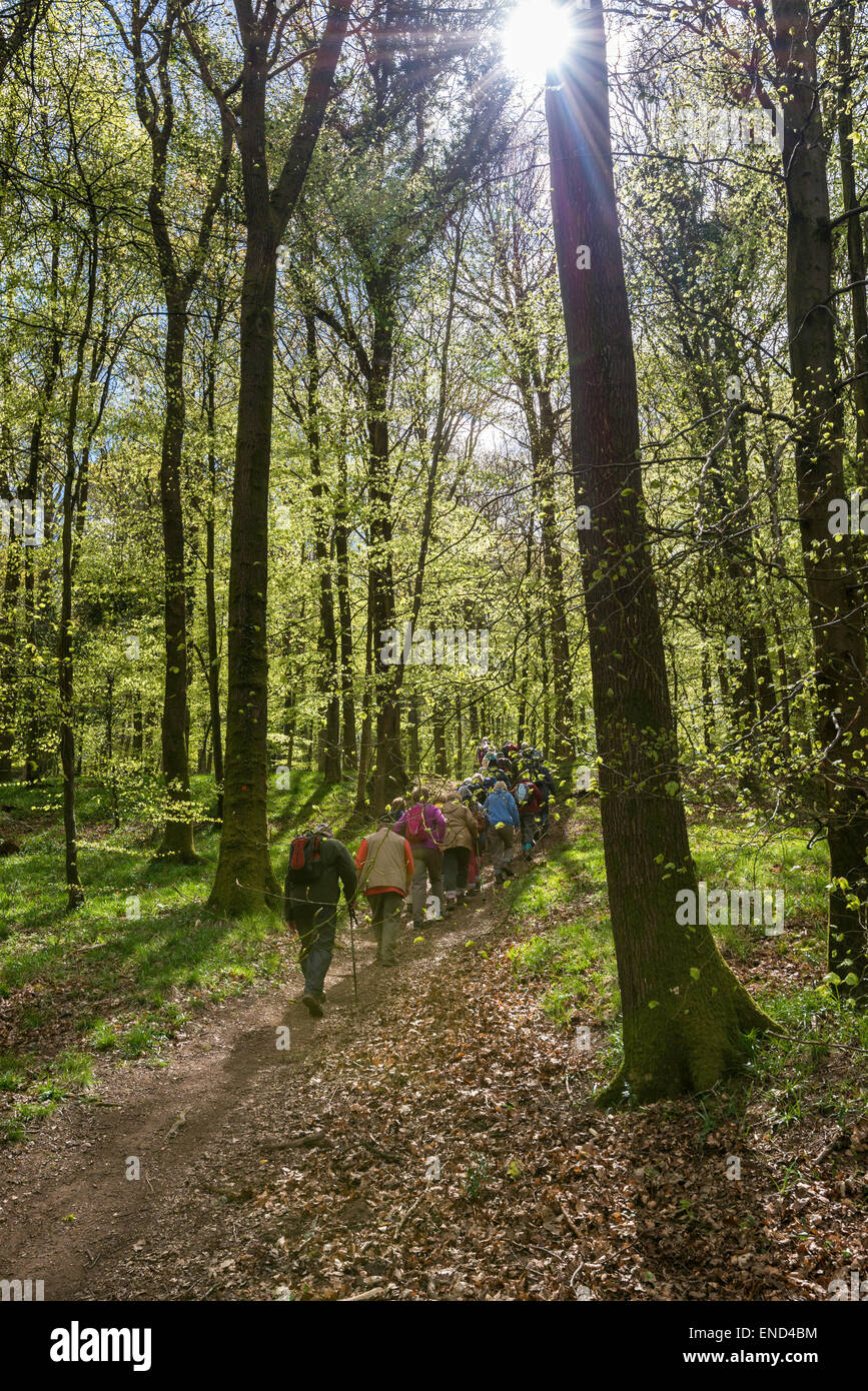 Gruppo di escursionisti, rampicate gruppo, nella Foresta di Dean su organizzato a piedi in primavera. Gloucestershire England Regno Unito Foto Stock