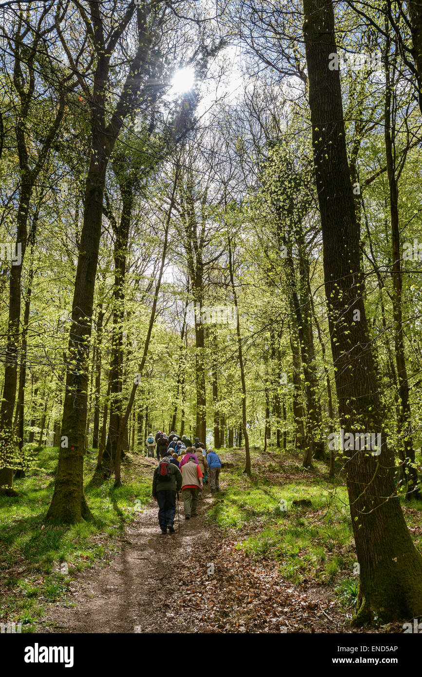 Gruppo di escursionisti, rampicate gruppo, nella Foresta di Dean su organizzato a piedi in primavera. Gloucestershire England Regno Unito Foto Stock