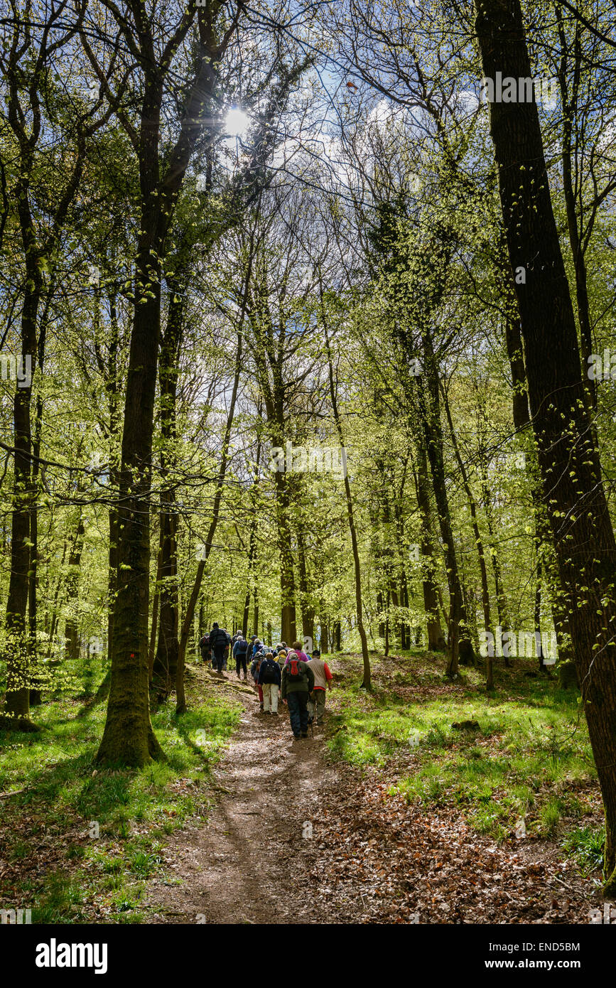Gruppo di escursionisti, rampicate gruppo, nella Foresta di Dean su organizzato a piedi in primavera. Gloucestershire England Regno Unito Foto Stock