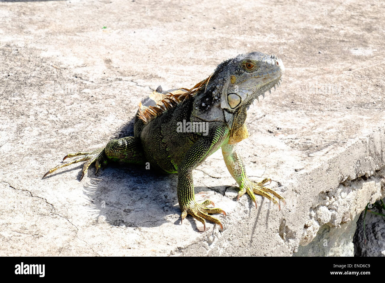 Iguana, St Martin Foto Stock