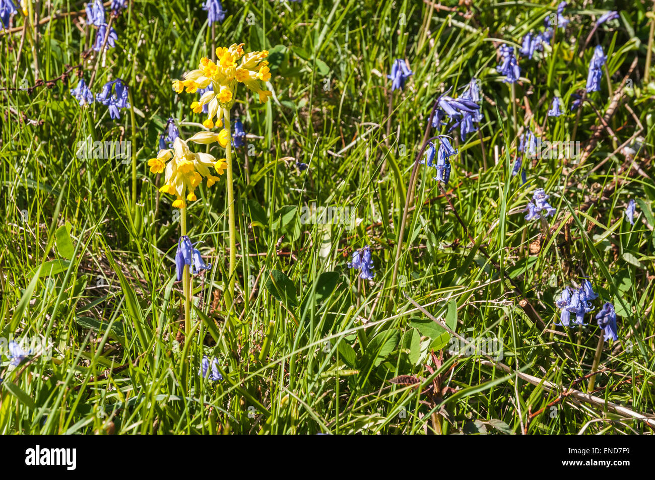 Cowslip, Primula veris e Bluebell, Hyacinthoides non scripta insieme in un campo di erba. Foto Stock