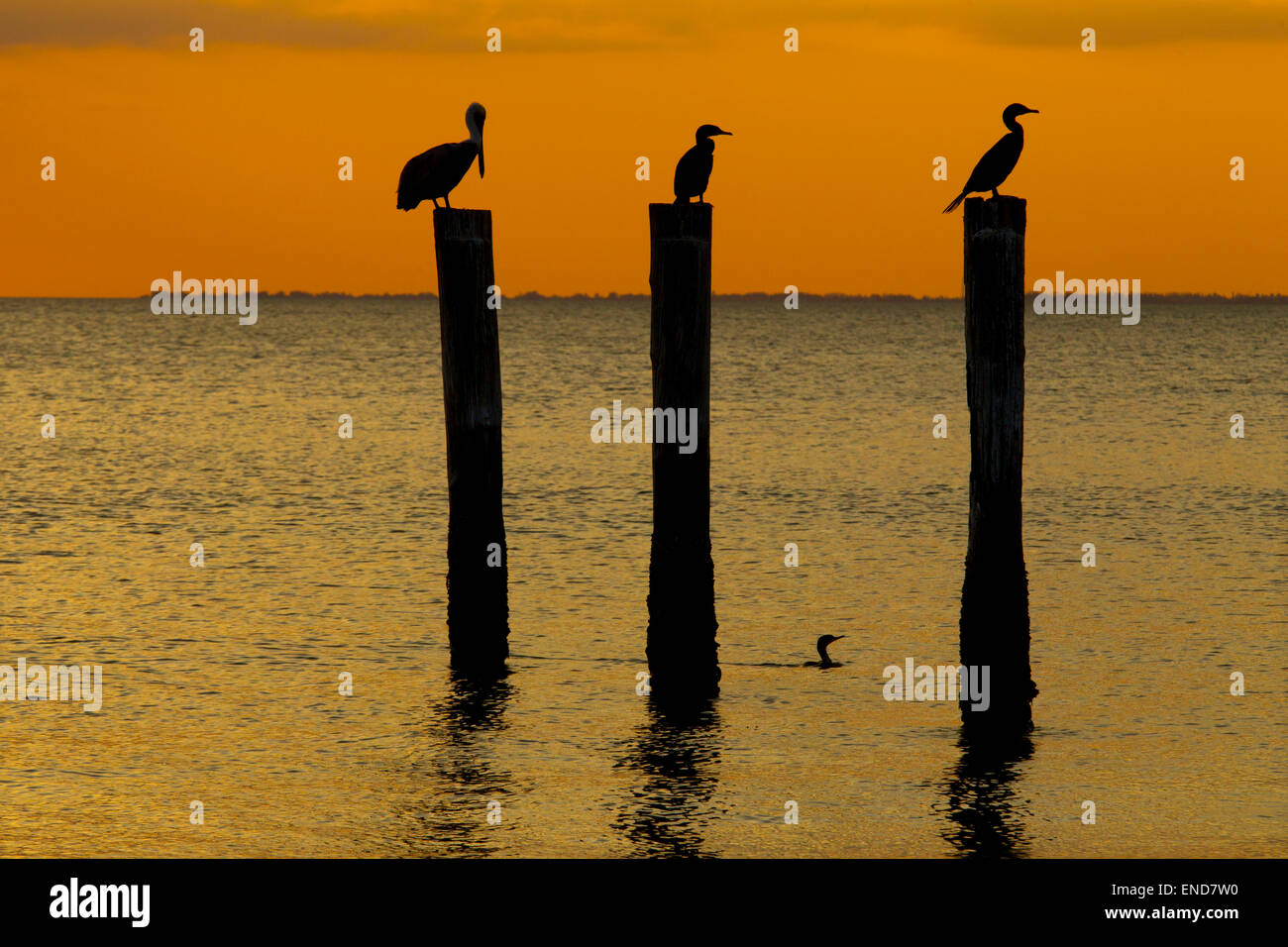 Double-crested cormorano Phalacrocorax auritus e Brown Pelican Fort Myers Beach Florida USA Foto Stock
