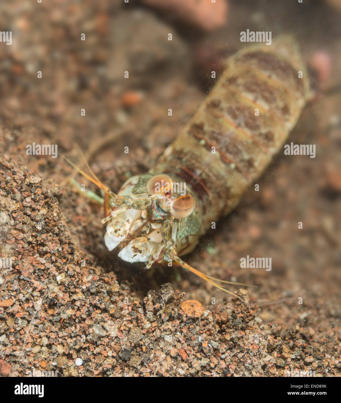 Canocchia nella parte anteriore del suo foro Foto Stock