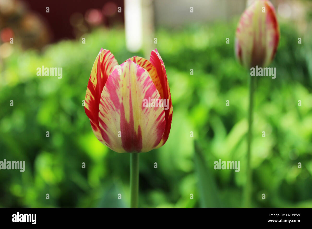 Tulip con macchie rosse Foto Stock