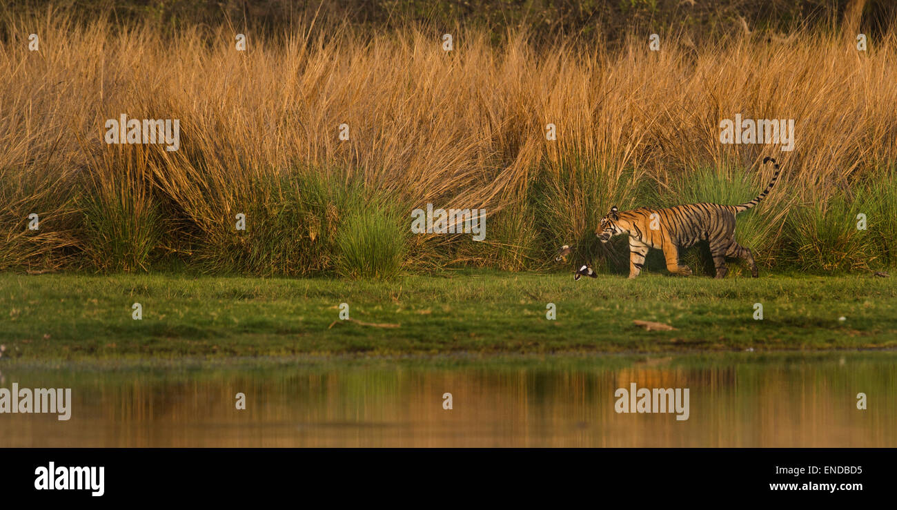 Wild tigre del Bengala dall'India a piedi lungo le rive di un lago nella foresta , colata di un riflesso nell'acqua. Foto Stock