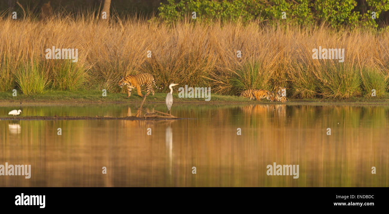 Tre selvatici le tigri del Bengala dall India lungo le rive di un lago nella foresta , colata di un riflesso nell'acqua, con alte Vetiveria Foto Stock