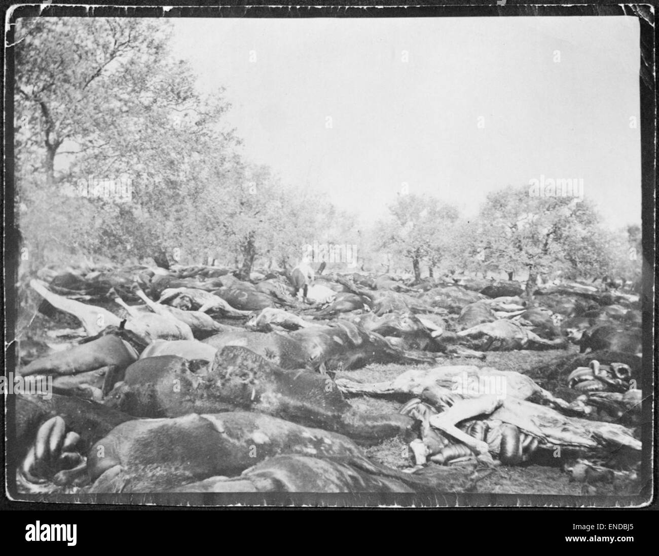 Questa fotografia storica, scattata da R.N. Wardle nel 1918, ritrae i cavalli della terza Brigata a cavallo leggero dopo l'armistizio di Tripoli, Siria. L'immagine è un commovente ricordo delle conseguenze della guerra, mostrando i cavalli, che erano stati parte integrante delle operazioni militari, ora distrutti. Foto Stock