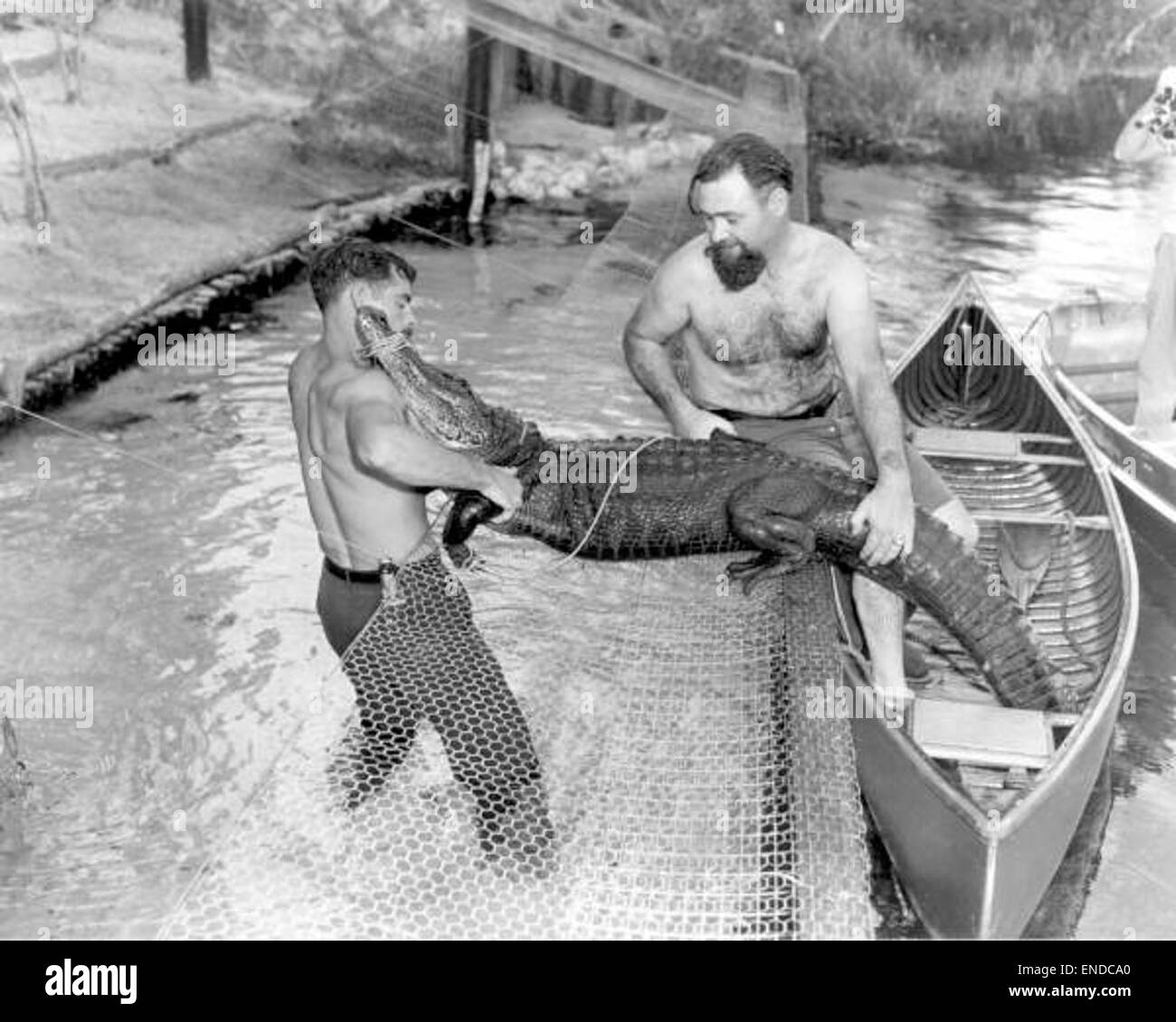 Questa fotografia mostra due uomini che tengono in mano un alligatore catturato a Weeki Wachee Springs, Florida. L'immagine mostra una popolare attrazione turistica conosciuta per la sua fauna selvatica e le sorgenti naturali, che offre uno sguardo sulle famose interazioni tra la fauna selvatica della regione. Foto Stock