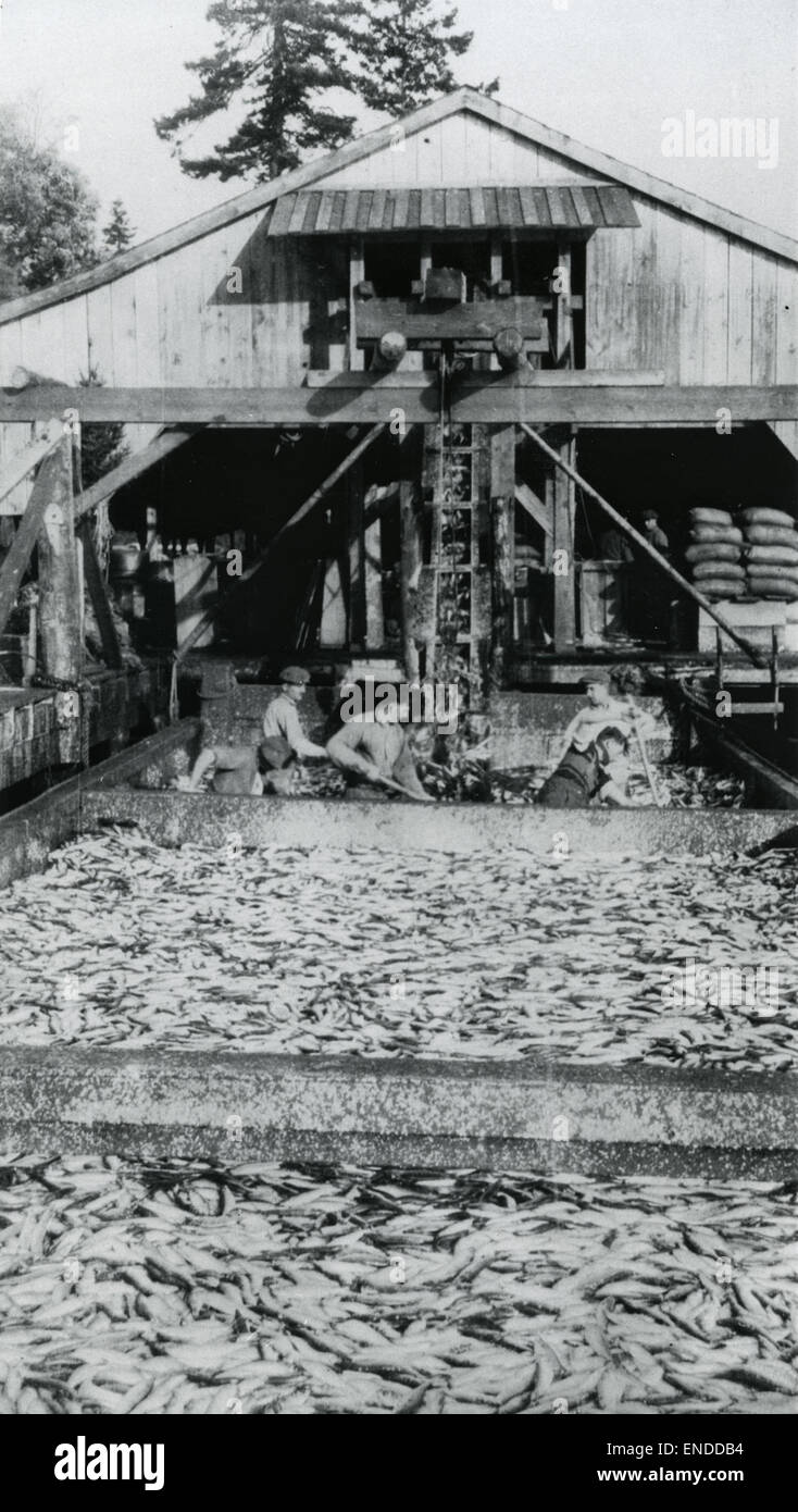 Una fotografia storica delle operazioni di lavorazione del pesce prima della seconda guerra mondiale, che cattura i metodi industriali dei primi anni del XX secolo utilizzati nella produzione alimentare. L'immagine fornisce informazioni preziose sulle condizioni di lavoro e sulle tecnologie del tempo. Foto Stock