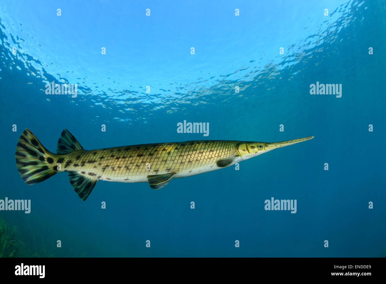 Lepisosteus osseus, Longnose Gar, Rainbow River, Dunnellon, Marion County, Florida, Stati Uniti, STATI UNITI D'AMERICA Foto Stock