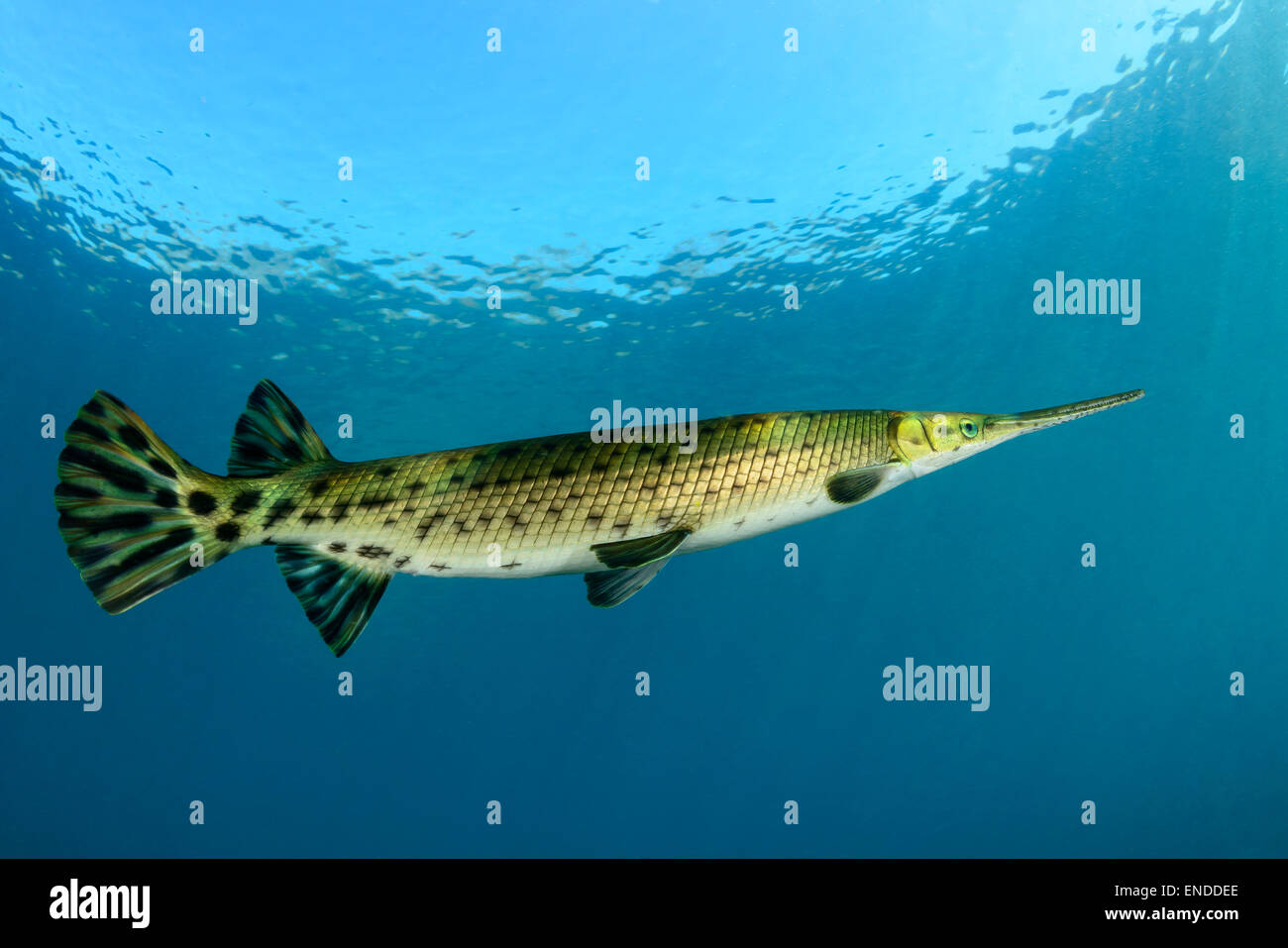 Lepisosteus osseus, Longnose Gar, Rainbow River, Dunnellon, Marion County, Florida, Stati Uniti, STATI UNITI D'AMERICA Foto Stock
