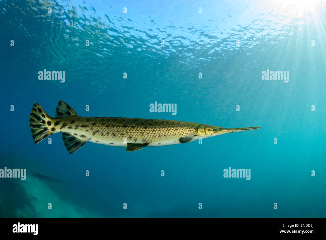 Lepisosteus osseus, Longnose Gar, Rainbow River, Dunnellon, Marion County, Florida, Stati Uniti, STATI UNITI D'AMERICA Foto Stock