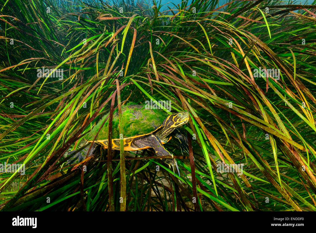 Pseudemys concinna floridana, Florida Fiume Cooter, Rainbow River, Dunnellon, Marion County, Florida, Stati Uniti, STATI UNITI D'AMERICA Foto Stock