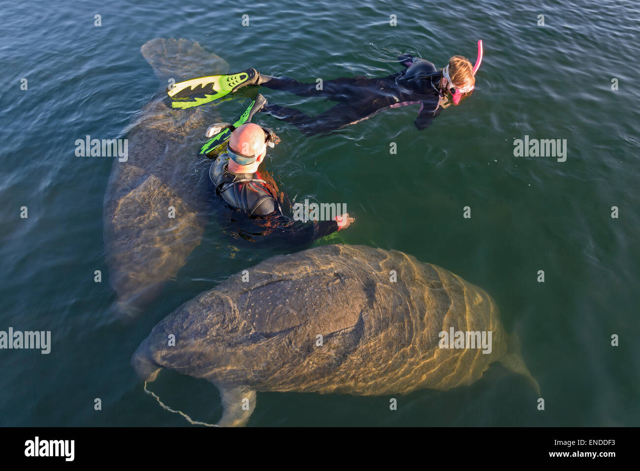 Trichechus manatus latirostris, West Indian lamantino, Snorkeling con Florida Manatee, Kings Bay, Crystal River, Florida, Stati Uniti d'America Foto Stock