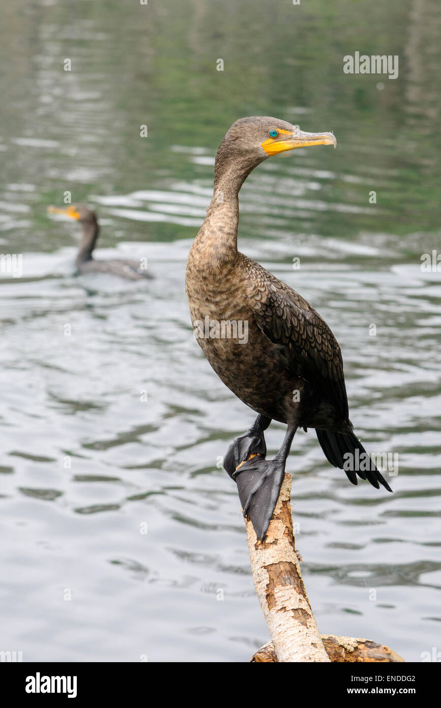 La sottospecie phalacrocorax auritus, doppio di cormorani crestato, Ginnie Molla, alta molle, Gilchrist County, Florida, Stati Uniti d'America, Stati Uniti Foto Stock