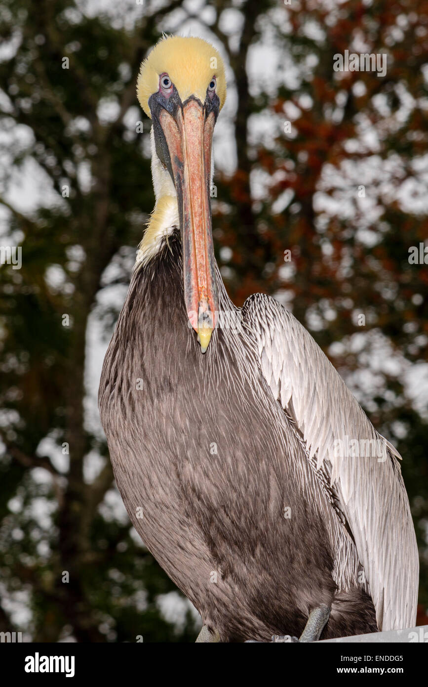Pelecanus occidentalis, Marrone Pelican, Ginnie Molla, alta molle, Gilchrist County, Florida, Stati Uniti d'America, Stati Uniti Foto Stock