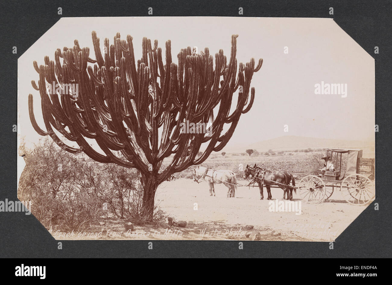 Una fotografia storica che raffigura una diligenza che percorre la strada da Oaxaca a Milta, passando attraverso un paesaggio desertico punteggiato di cactus. La scena evidenzia i metodi di trasporto del periodo e l'arido ambiente circostante. Foto Stock