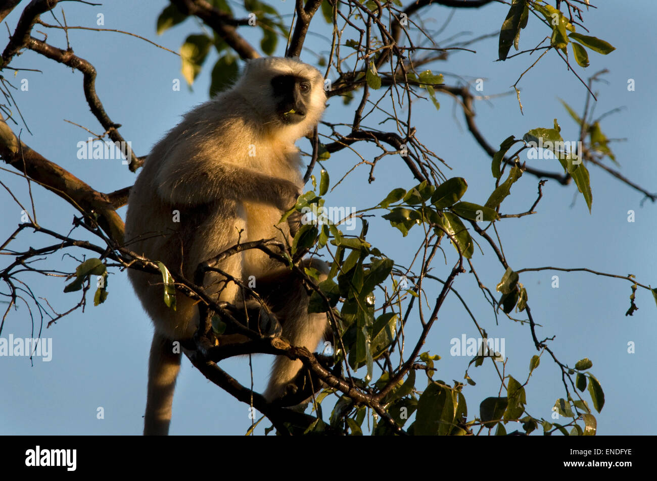 INDIA, Uttaranchal, parco di cittadino di Corbett, Langhur scimmia, Presbytis entellus Foto Stock