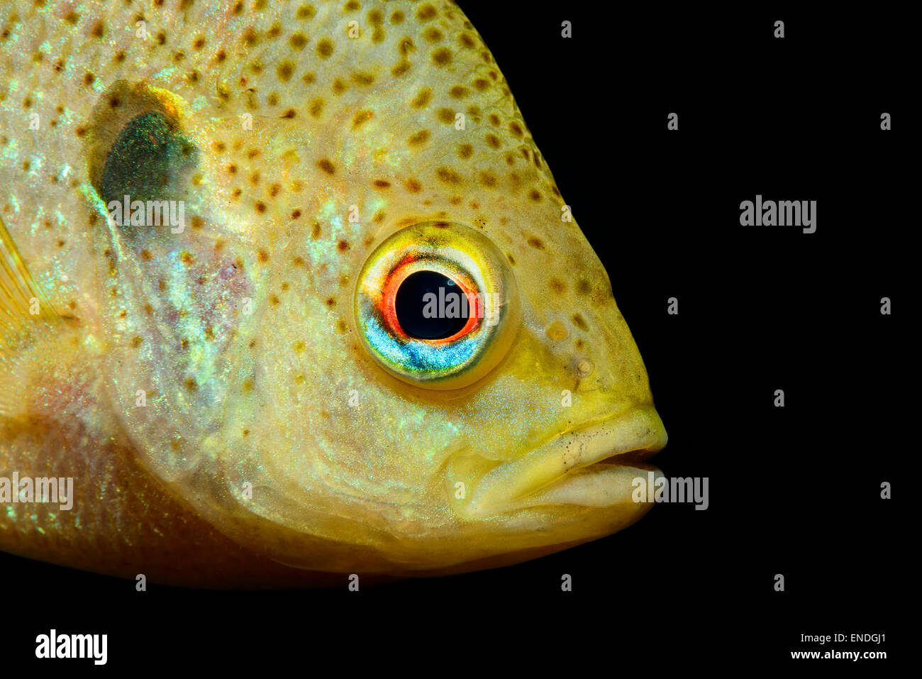 Lepomis gibbosus, pumpkinseed sunfish, testa ritratto, Ginnie Molla, alta molle, Gilchrist County, Florida, Stati Uniti d'America Foto Stock