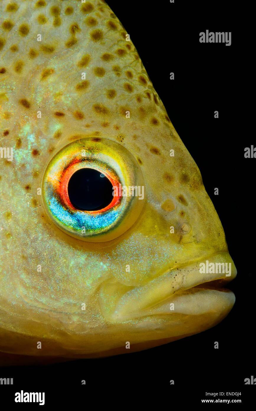 Lepomis gibbosus, pumpkinseed sunfish, testa ritratto, Ginnie Molla, alta molle, Gilchrist County, Florida, Stati Uniti d'America, Stati Uniti Foto Stock
