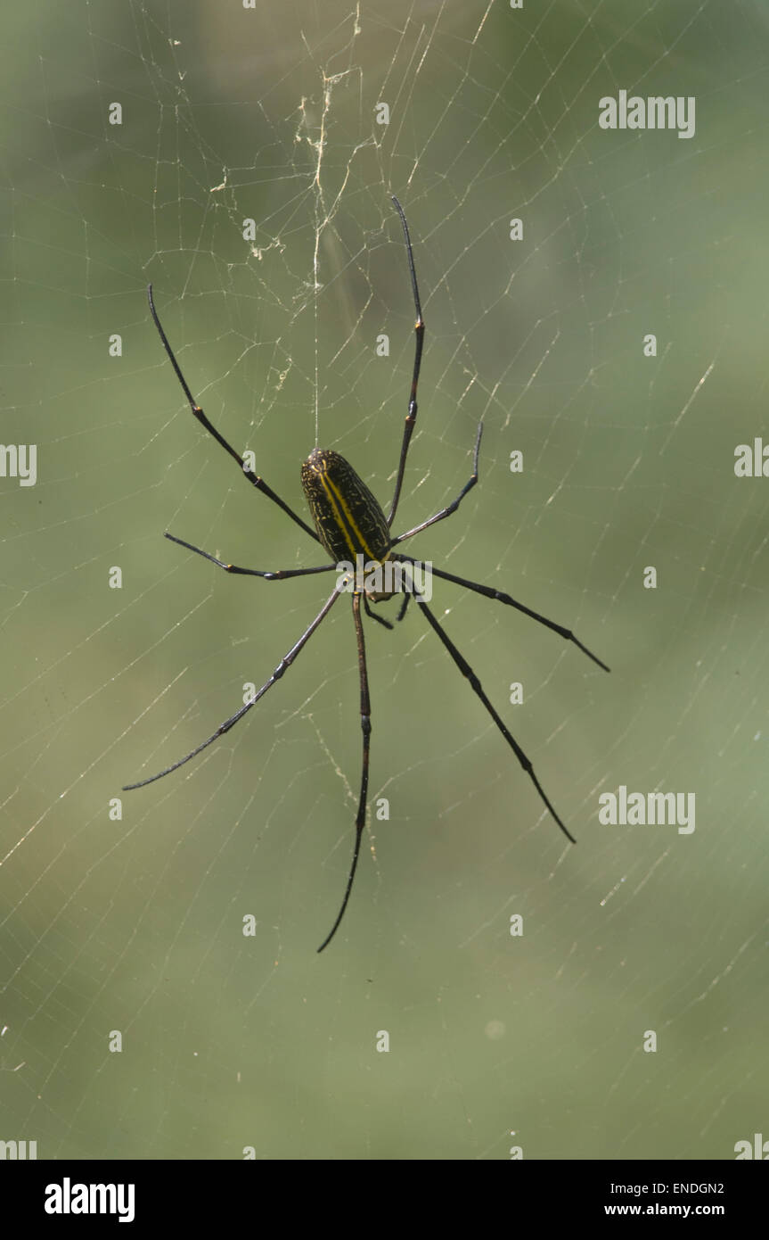 Il Nepal, Royal Bardia National Park, grande albero Spider Foto Stock