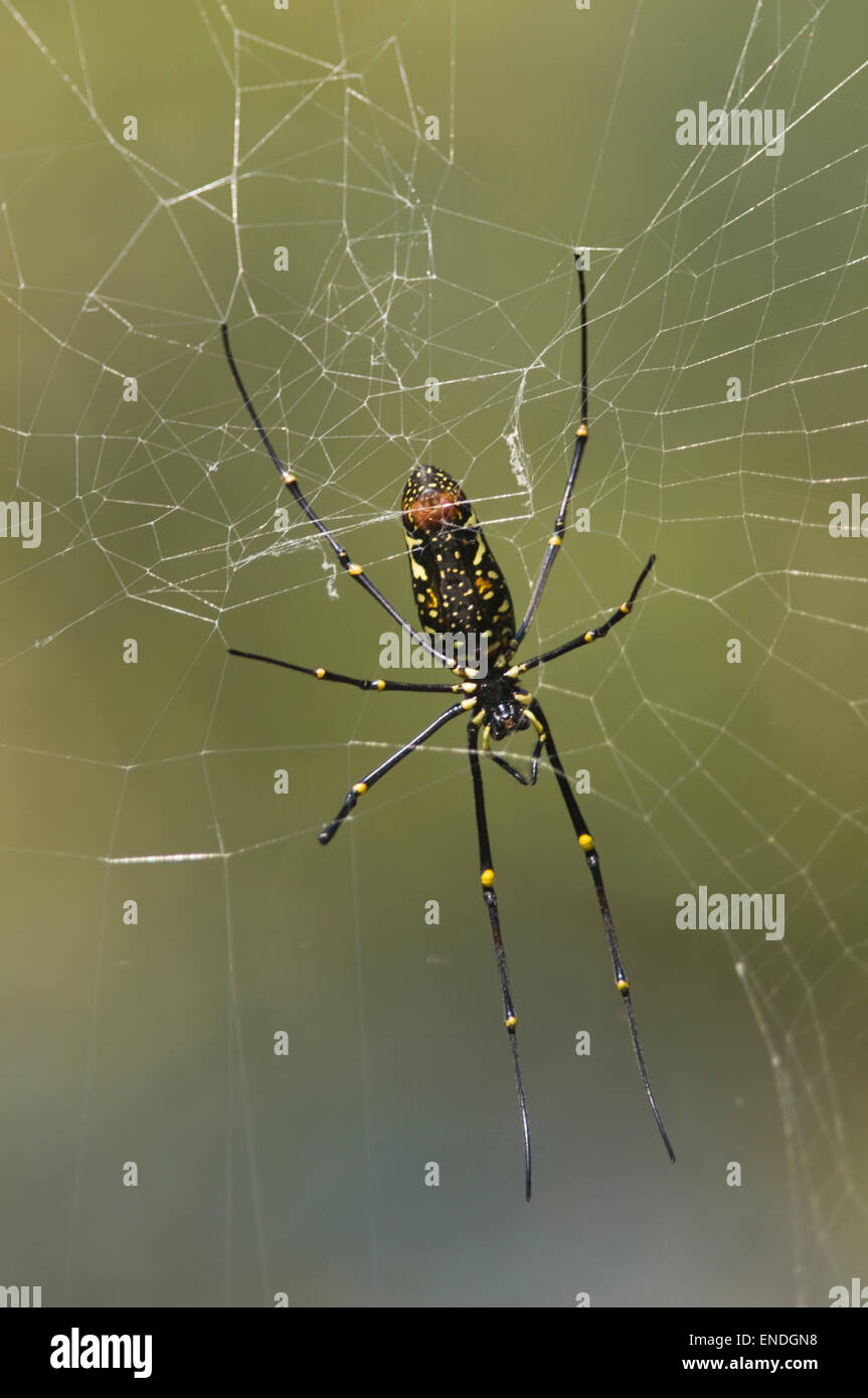 Il Nepal, Royal Bardia National Park, Giant Wood Spider, Nephila pilipes Foto Stock