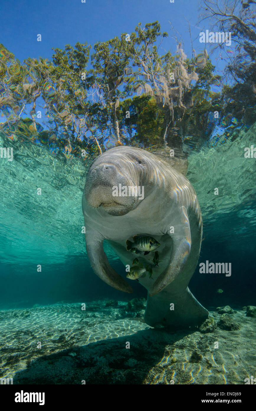 Trichechus manatus latirostris, West Indian o Florida manatee, mucche di mare, le tre sorelle, Kings Bay, Crystal River, Florida, Stati Uniti d'America Foto Stock