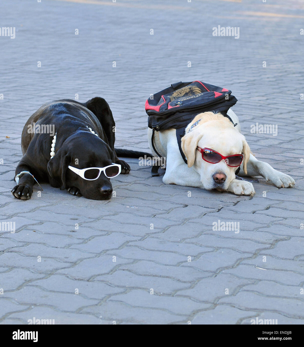 Due cani giacente a terra e di indossare occhiali da sole e zaini Foto Stock