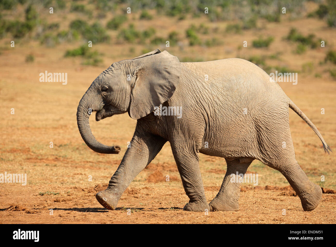 I giovani dell' elefante africano (Loxodonta africana) passeggiate, Addo Elephant National Park, Sud Africa Foto Stock