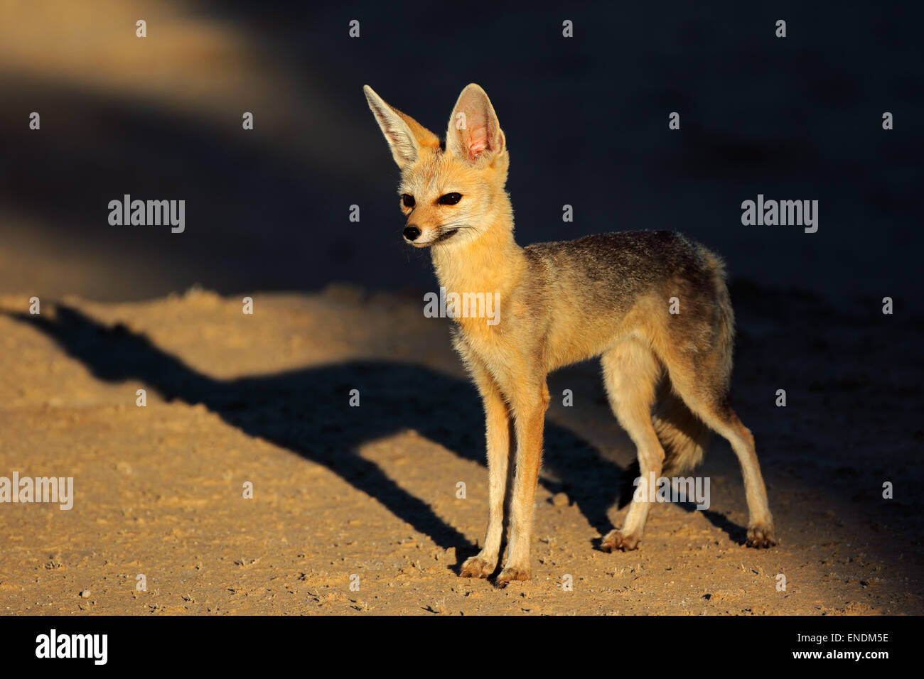 Capo volpe (Vulpes vulpes chama) nel tardo pomeriggio di luce, deserto Kalahari, Sud Africa Foto Stock
