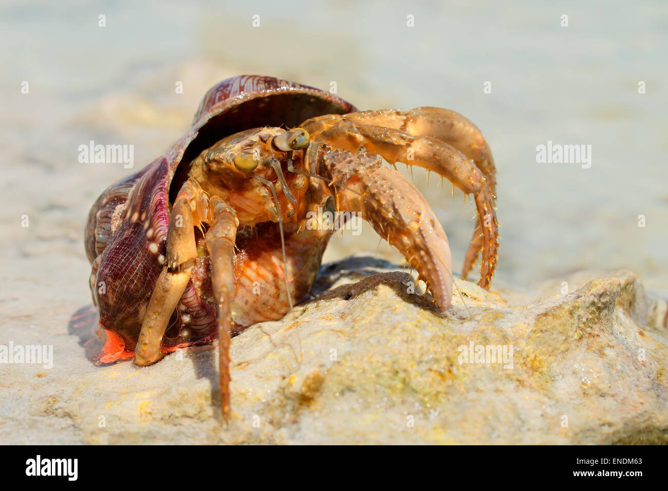 Un colorato granchio eremita su una spiaggia di sabbia, Zanzibar Foto Stock