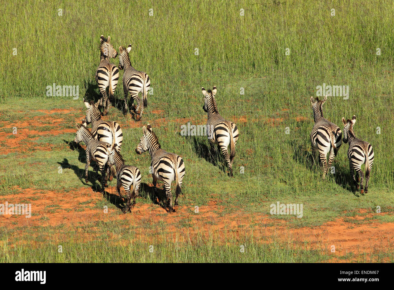 Vista aerea della montagna Hartmanns zebre (Equus zebra hartmannae) nella prateria, Sud Africa Foto Stock