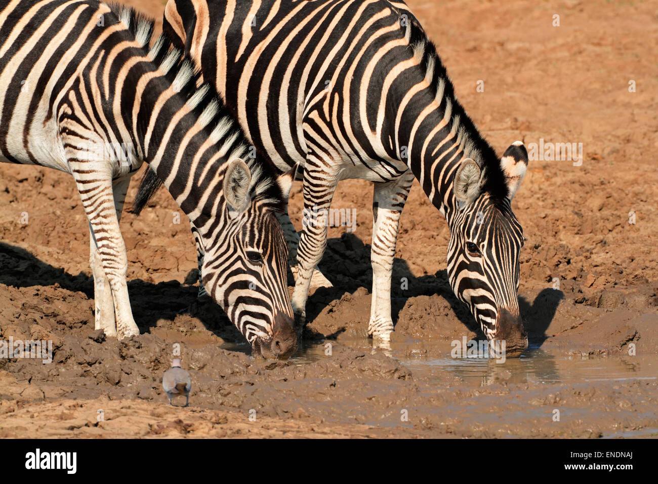 Le pianure zebre (Equus burchelli) acqua potabile, Parco Nazionale di Pilanesberg, Sud Africa Foto Stock