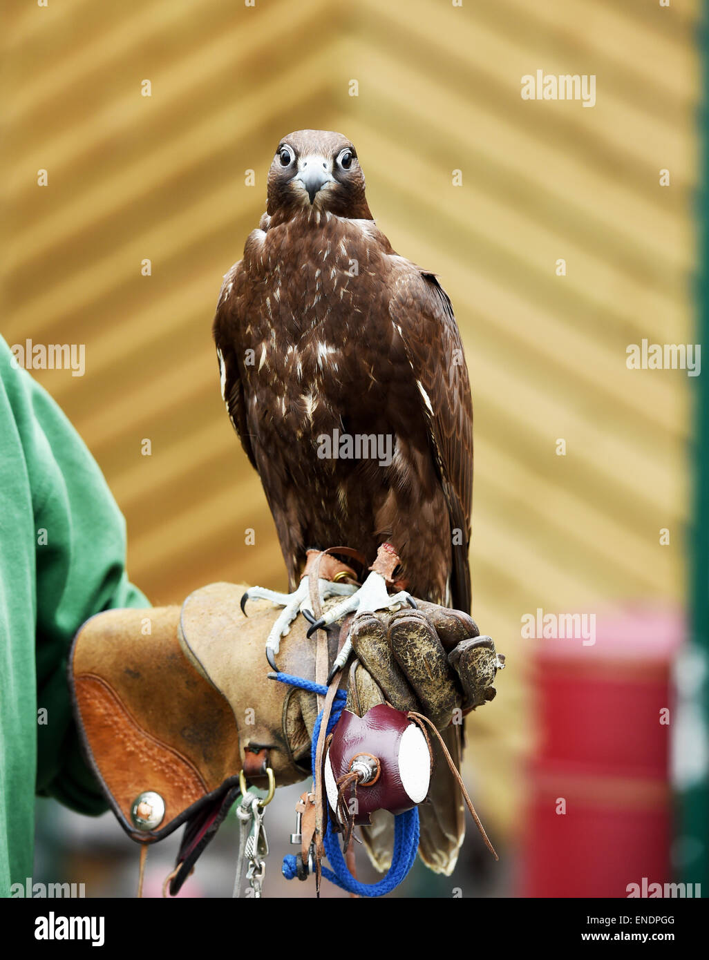 Newhaven Regno Unito il 3 maggio 2015 - Steve Charlton dal Sussex falconeria con la sua Gyr Falcon chiamato Shadow Foto Stock