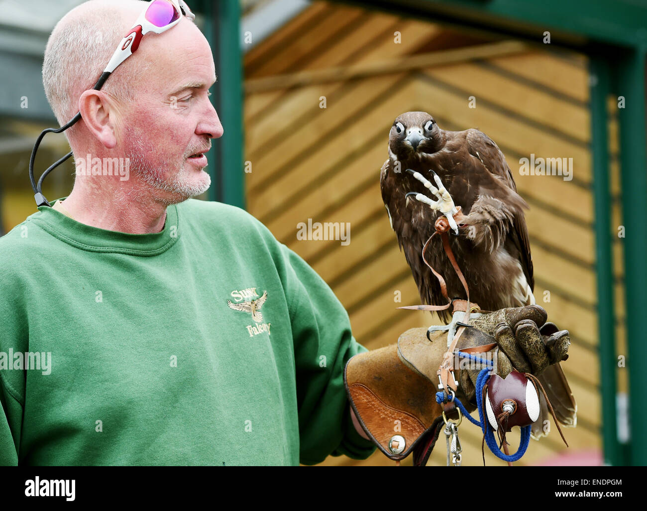 Newhaven Regno Unito il 3 maggio 2015 - Steve Charlton dal Sussex falconeria con la sua Gyr Falcon chiamato Shadow Foto Stock