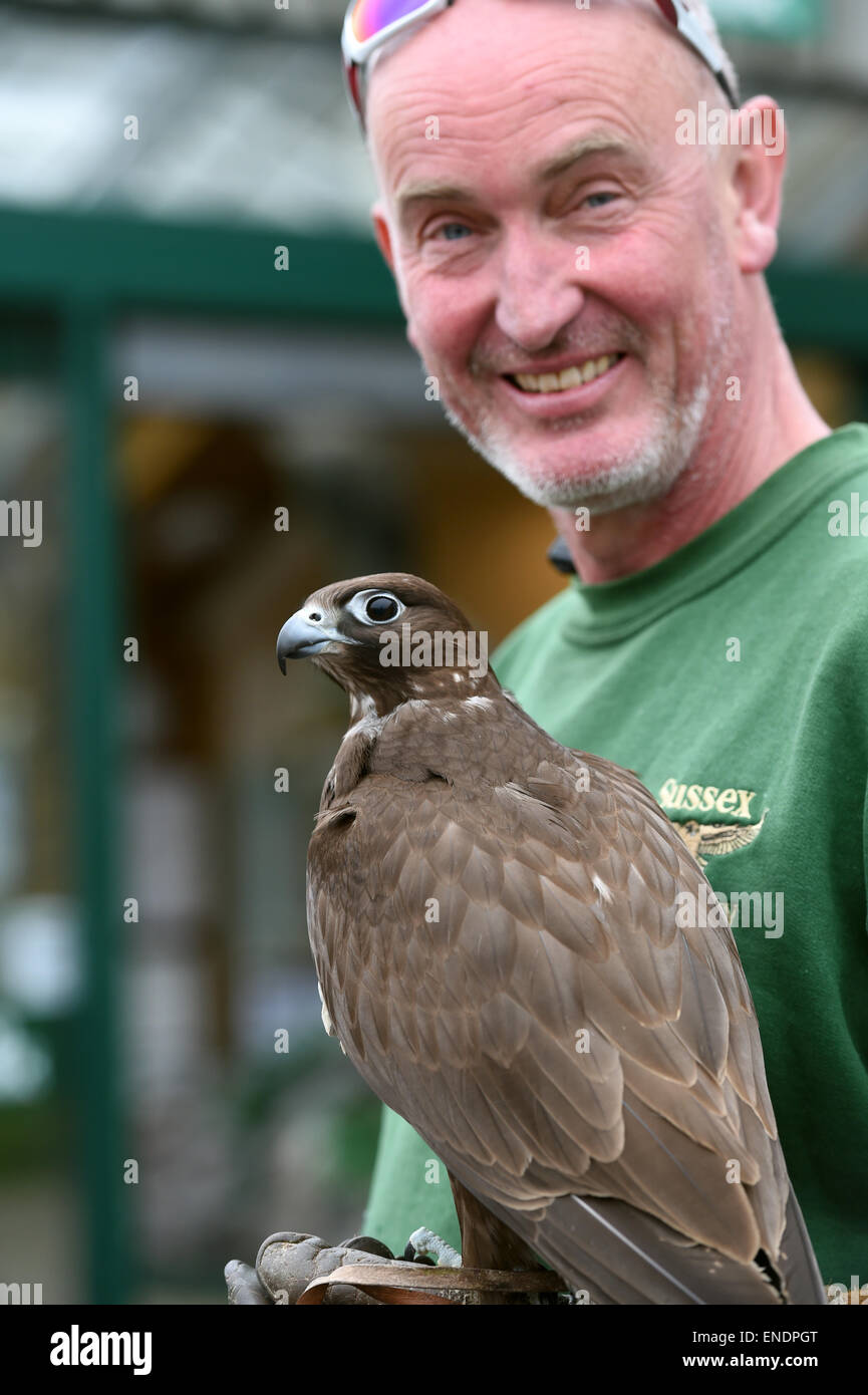 Newhaven Regno Unito il 3 maggio 2015 - Steve Charlton dal Sussex falconeria con la sua Gyr Falcon chiamato Shadow Foto Stock