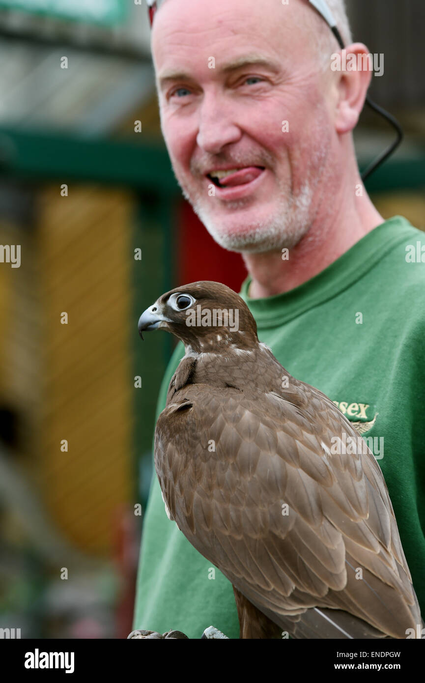 Newhaven Regno Unito il 3 maggio 2015 - Steve Charlton dal Sussex falconeria con la sua Gyr Falcon chiamato Shadow Foto Stock