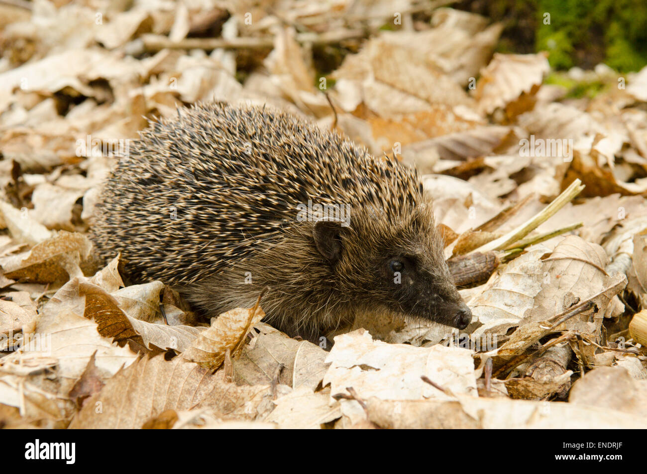 Unione Riccio, Erinaceus europaeus. Sussex, Regno Unito. Maggio. Foto Stock